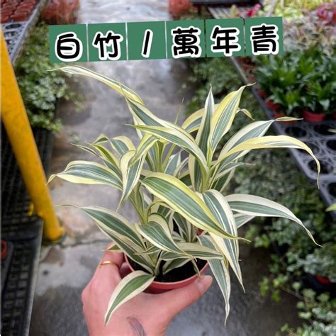 淨化空氣招財室內植物|顧永續也招財 10種居家風水植物這樣選！ 